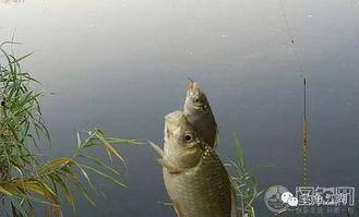 搞笑钓鱼最新视频欣赏,快来一起开怀大笑吧！
